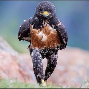 Meet your Posher, Aris